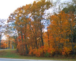 Colors-1 Autumn
