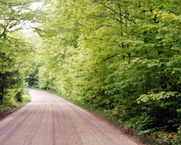 ForestRoad-1
