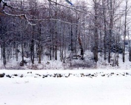 Snow-Frontyard the front yard