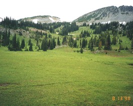 Rainier-N-Meadow-3