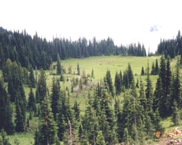 Rainier-N-Meadow-4