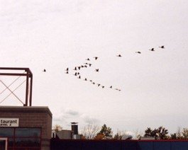 GeeseFlight The geese head south