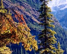 Banff-9-Louise