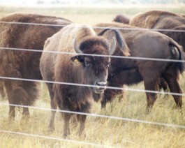 ND-Bison-2