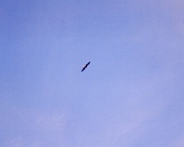 Bald-Eagle