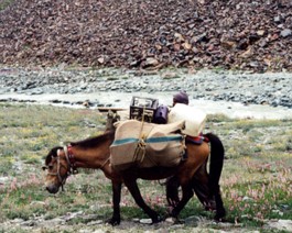 ZankarSumdo-Kitchen-Horse