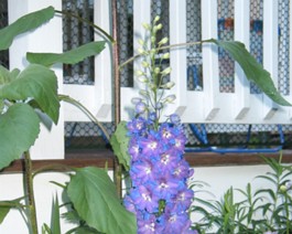 Garden_IMG_0687_lg